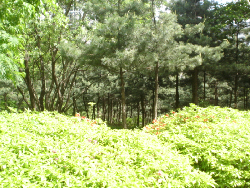 �������ü� - ����ü�