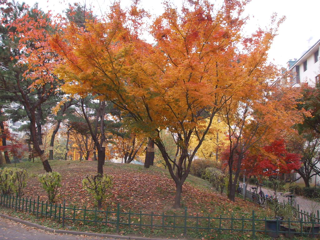 �������ü� - ��å��(����)