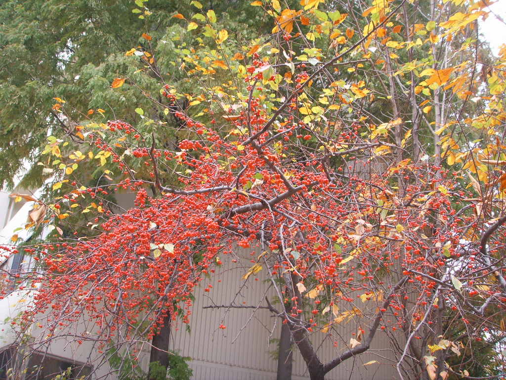 �������ü� - ��å��(����)